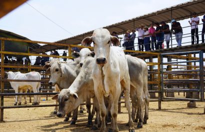Ecuador enfrenta una caída sostenida en la producción ganadera, advierte la Asogan de Santo Domingo