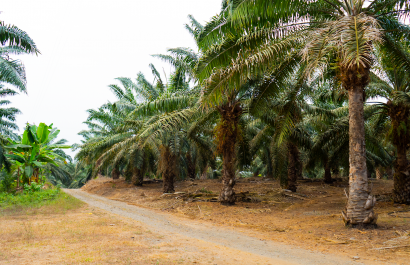 Ecuador reduce brecha en producción de Palma Africana frente a Colombia