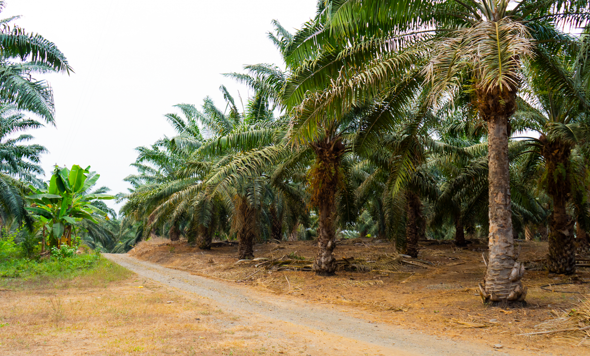 Ecuador reduce brecha en producción de Palma Africana frente a Colombia