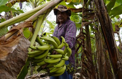 Ecuador se queda sin plátano fresco para sus principales mercados.