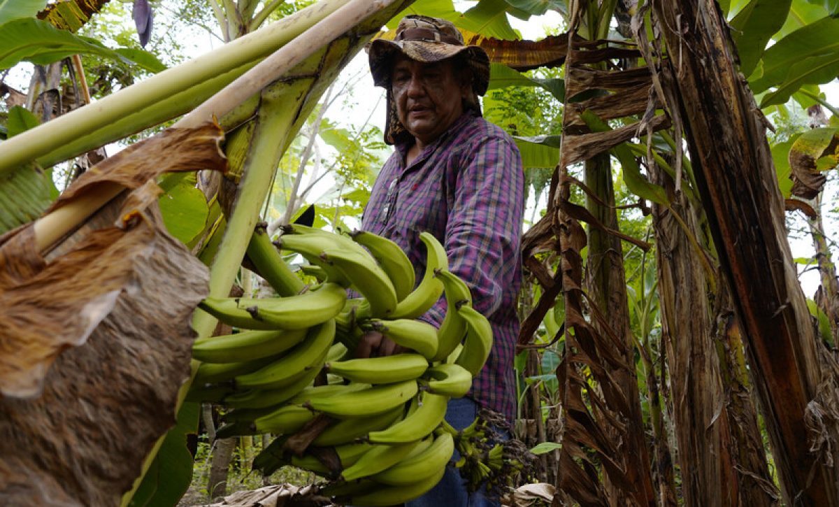 Ecuador se queda sin plátano fresco para sus principales mercados.