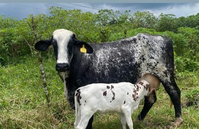 El Brangus, la raza ganadera que gana terreno en Santo Domingo de los Tsáchilas