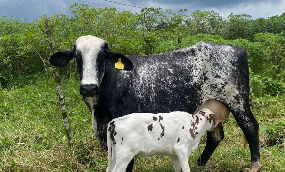 El Brangus, la raza ganadera que gana terreno en Santo Domingo de los Tsáchilas