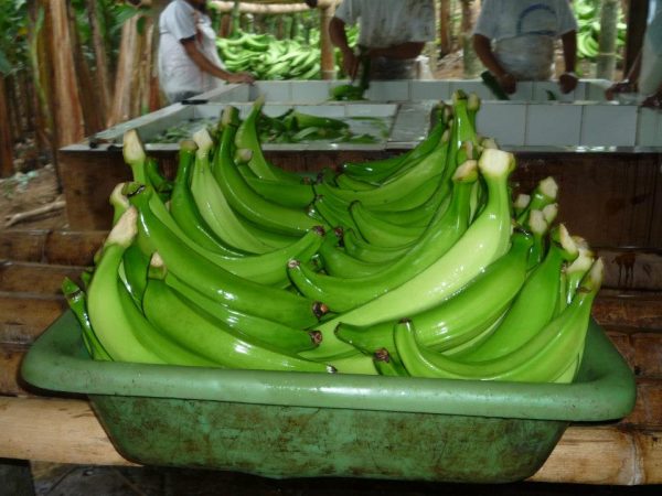 El Carmen y Santo Domingo son los principales pilares de la producción de plátano en Ecuador