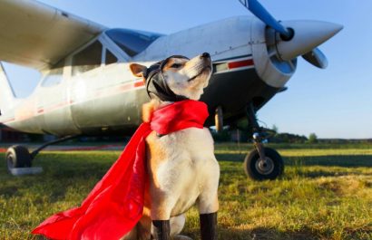 El Día del Perro fomenta el turismo pet-friendly en Ecuador con retos en transporte aéreo. (Pexels)