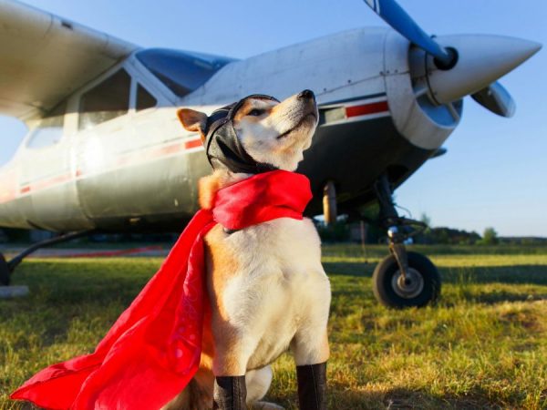 El Día del Perro fomenta el turismo pet-friendly en Ecuador con retos en transporte aéreo. (Pexels)