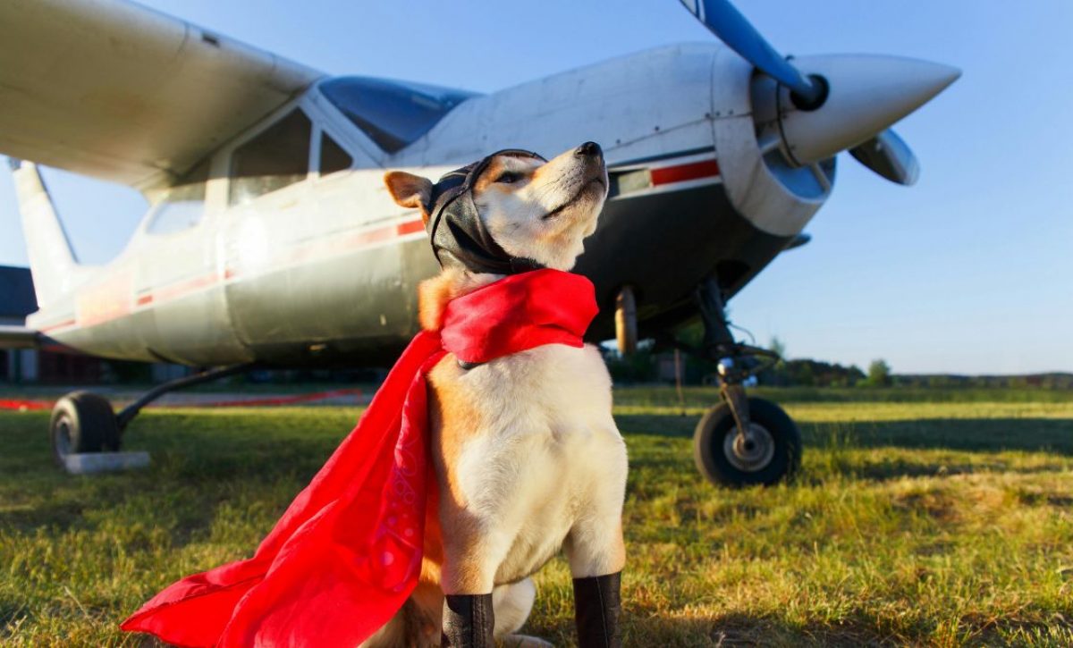 El Día del Perro fomenta el turismo pet-friendly en Ecuador con retos en transporte aéreo. (Pexels)