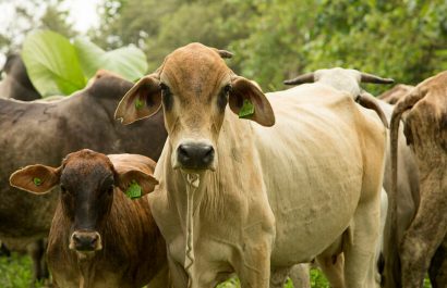 El Ministerio de Agricultura y Ganadería invirtió más de 400 mil dólares en el sector agropecuario de El Oro. (MAG).
