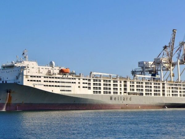 El Ocean Drover, reconocido como el barco más grande del mundo para el transporte de ganado, zarpó este lunes 21 de julio