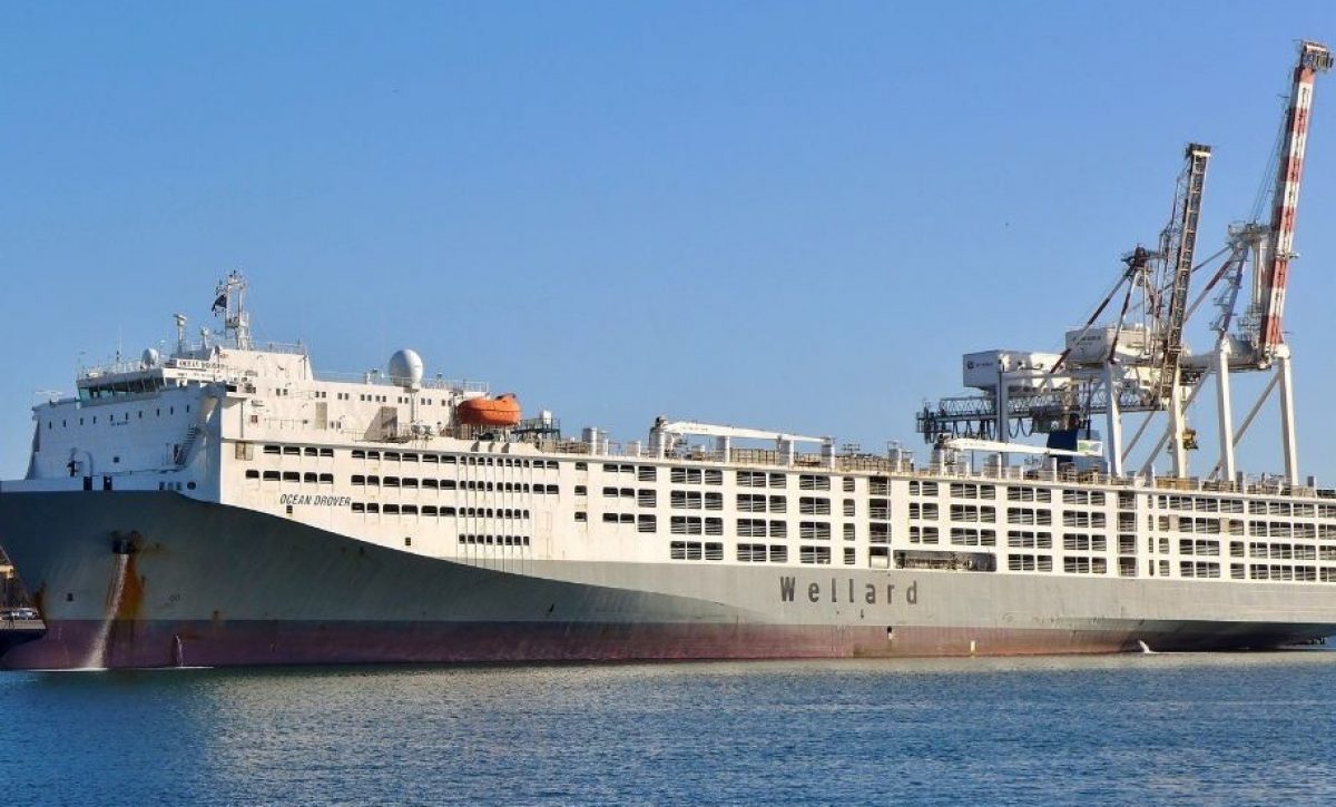 El Ocean Drover, reconocido como el barco más grande del mundo para el transporte de ganado, zarpó este lunes 21 de julio