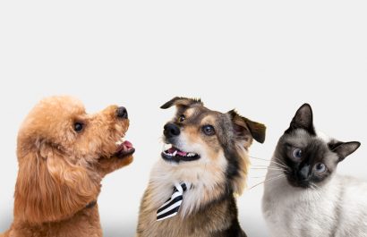 El UBA Fest 2 reunirá a más 50 perros y gatos en Quito.