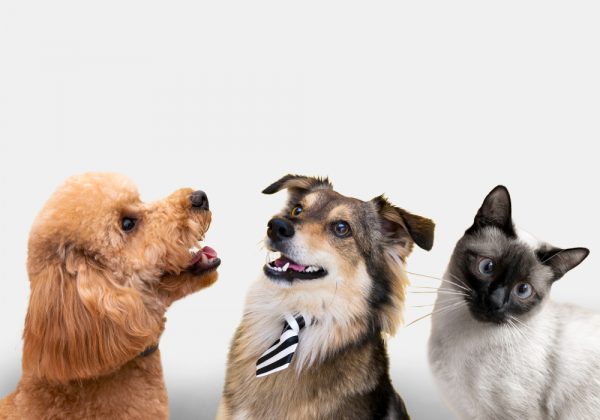El UBA Fest 2 reunirá a más 50 perros y gatos en Quito.