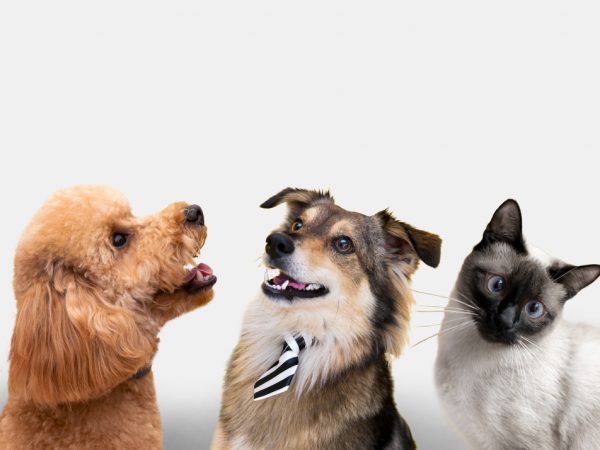 El UBA Fest 2 reunirá a más 50 perros y gatos en Quito.