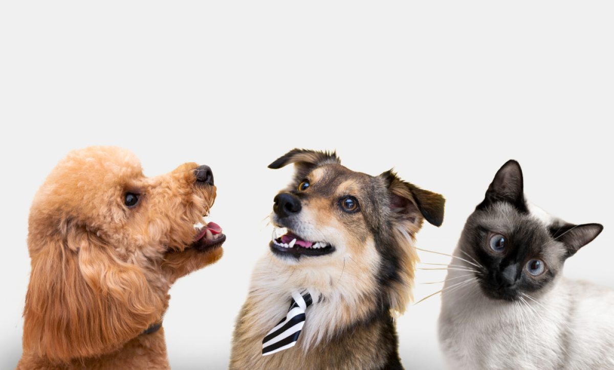 El UBA Fest 2 reunirá a más 50 perros y gatos en Quito.
