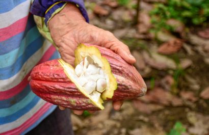 El cacao ecuatoriano supera al banano en exportaciones, impulsando la economía nacional