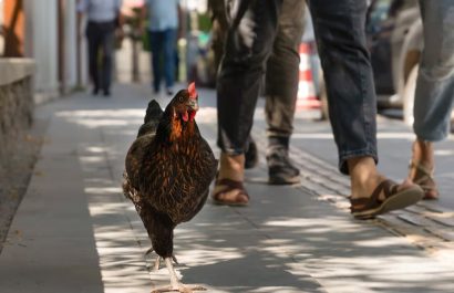 El insólito desafío de Torrevieja: la "plaga" de gallinas que nadie logra resolver