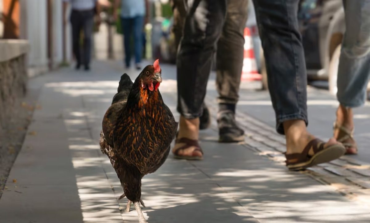 El insólito desafío de Torrevieja: la "plaga" de gallinas que nadie logra resolver