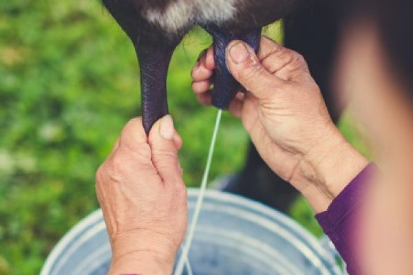 El litro de leche subirá en las fincas levenmente, según las autoridades