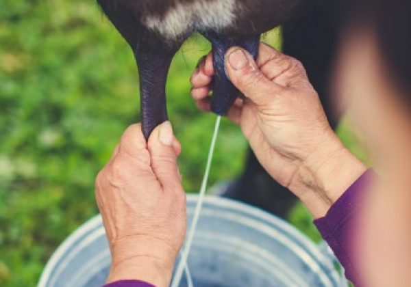 El litro de leche subirá en las fincas levenmente, según las autoridades