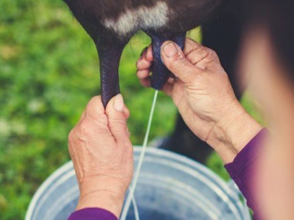 El litro de leche subirá en las fincas levenmente, según las autoridades