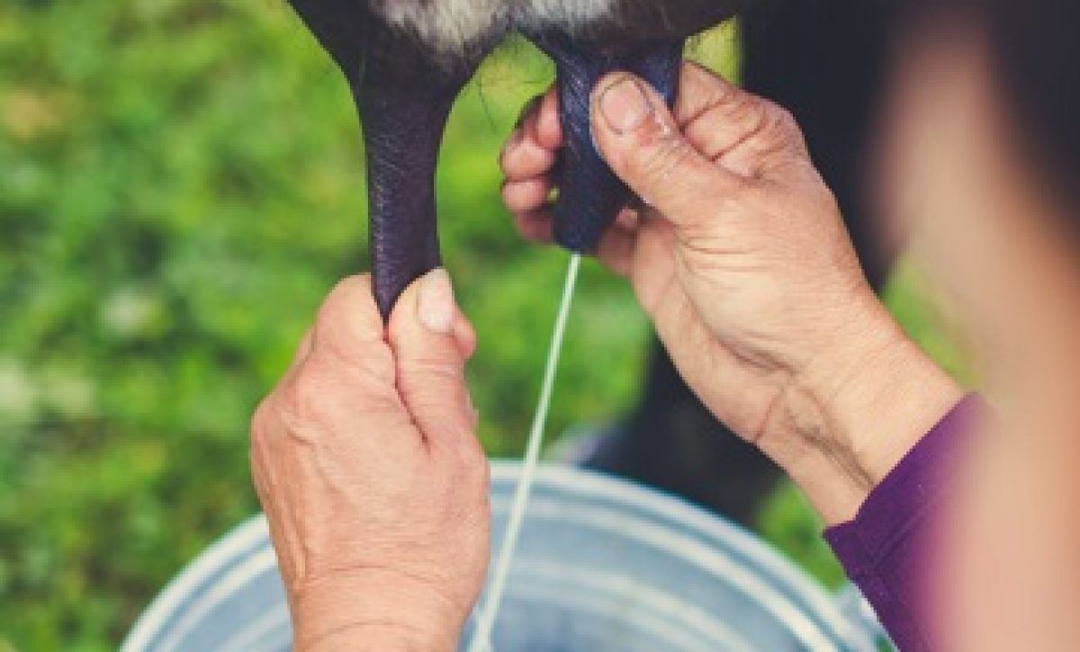 El litro de leche subirá en las fincas levenmente, según las autoridades