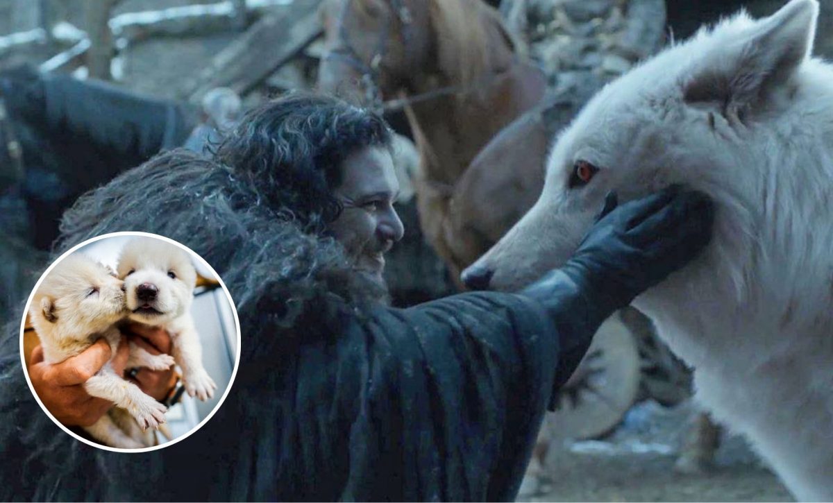 El lobo terrible ¿Cómo era el huargo de 'Juego de Tronos' en la vida real