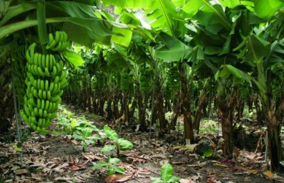 El plátano registra inflación superior al 70 % en julio de 2025, siendo el alimento más caro del mes