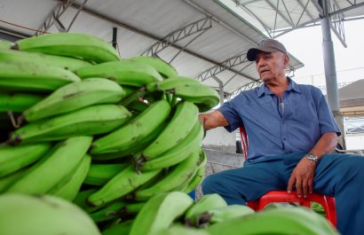 El plátano se vuelve un lujo. Enfermedades, clima y migración al cacao disparan su precio