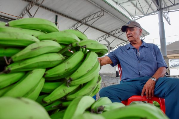 El plátano se vuelve un lujo. Enfermedades, clima y migración al cacao disparan su precio
