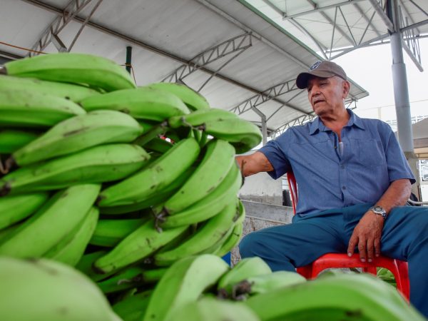 El plátano se vuelve un lujo. Enfermedades, clima y migración al cacao disparan su precio