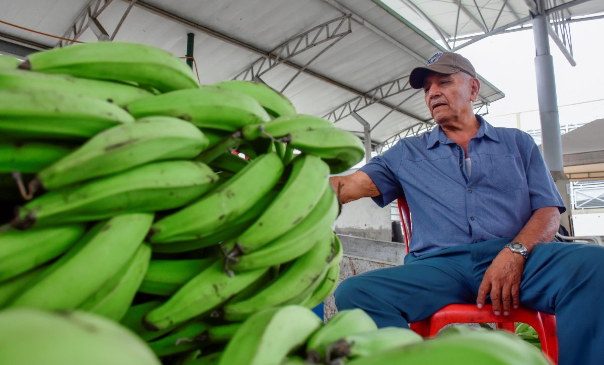 El plátano se vuelve un lujo. Enfermedades, clima y migración al cacao disparan su precio