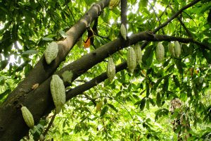 Ghana enfrenta una crisis doble. La plaga y la minería amenazan su posición de segundo productor mundial de cacao