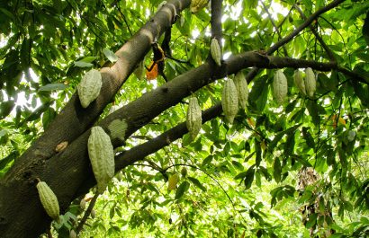 Ghana enfrenta una crisis doble. La plaga y la minería amenazan su posición de segundo productor mundial de cacao