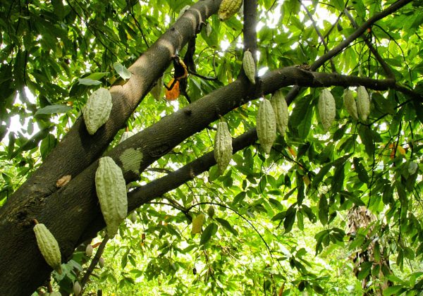 Ghana enfrenta una crisis doble. La plaga y la minería amenazan su posición de segundo productor mundial de cacao