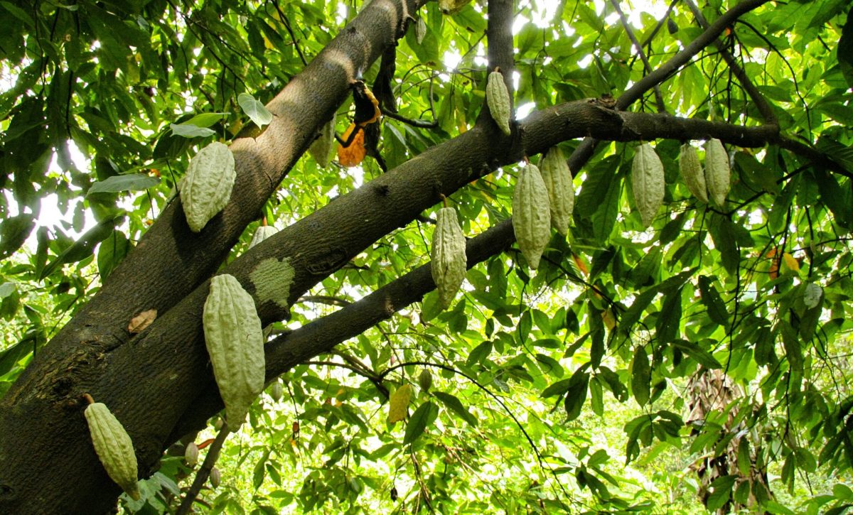 Ghana enfrenta una crisis doble. La plaga y la minería amenazan su posición de segundo productor mundial de cacao