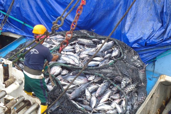 El sector atunero de Ecuador consume cerca de 43 millones de galones de diésel al año, según la Cámara Nacional de Pesquería