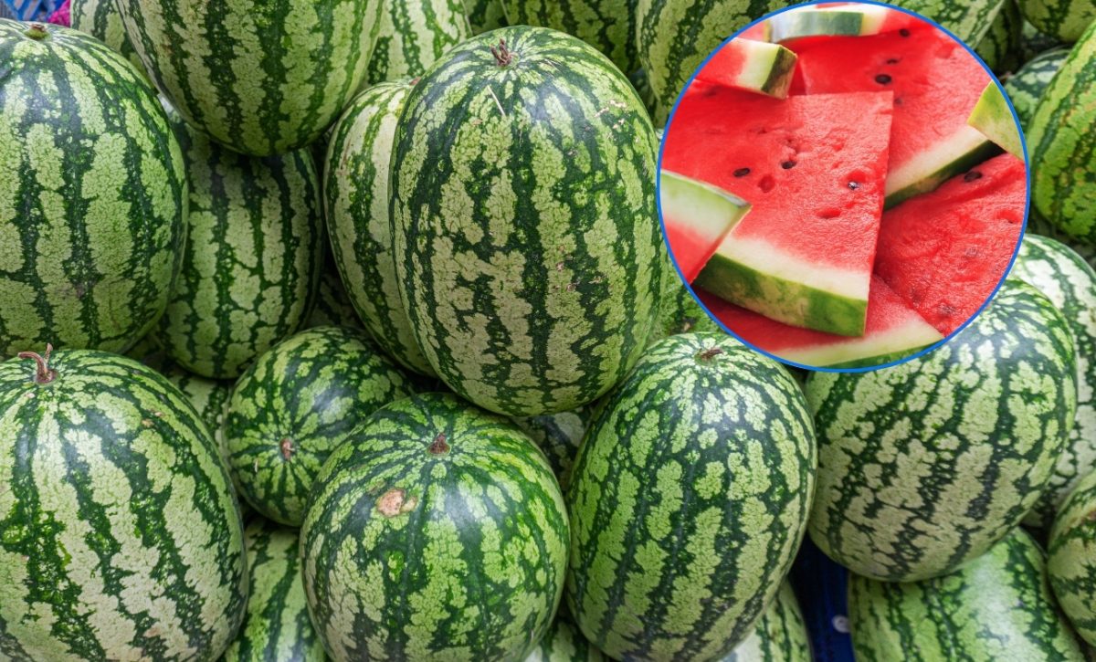 El truco más fiable para que sepas elegir una buena sandía está en este detalle