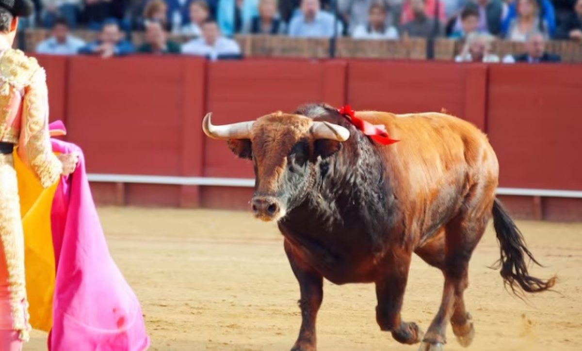 En 2027 entrará en vigor la prohibición de corridas de toros y peleas de gallos en Colombia