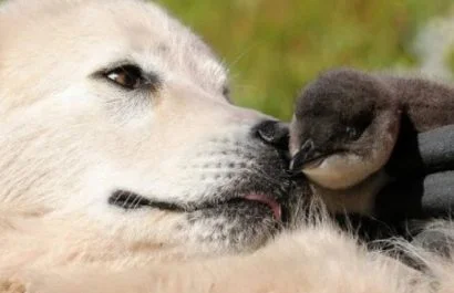 En Australia, se entrena a perros guardianes de la raza Maremma para proteger de la extinción a los pingüinos más pequeños del planeta. S