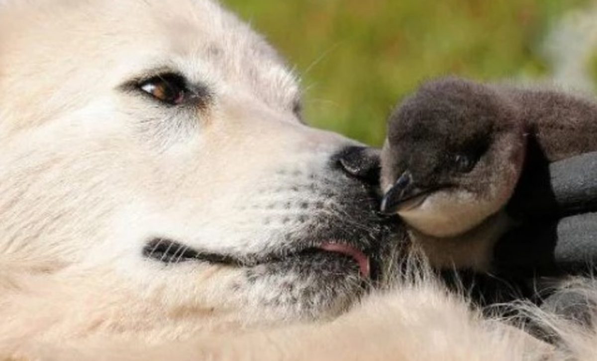 En Australia, se entrena a perros guardianes de la raza Maremma para proteger de la extinción a los pingüinos más pequeños del planeta. S