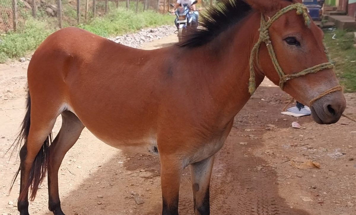 En El Carmen se preparan para reanudar la comercialización de caballos y mulas tras el levantamiento de la cuarentena por influenza equina
