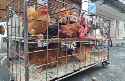 En Manta se mantienen estables los precios de la gallina criolla, pero las ventas siguen bajas