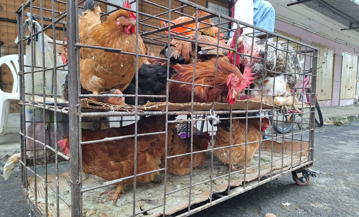 En Manta se mantienen estables los precios de la gallina criolla, pero las ventas siguen bajas