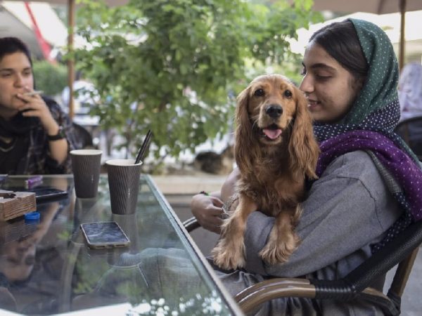 En al menos 18 ciudades de Irán, incluyendo Isfahán, Kermán e Ilam, se ha prohibido pasear perros en espacios públicos.