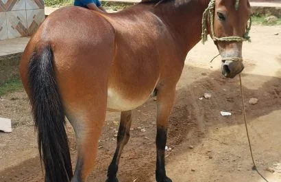 En la feria de comercialización de El Carmen, cada viernes ingresan unos 30 equinos y su precio va desde los $100, $300 y hasta $1500 según la condición física y la raza.