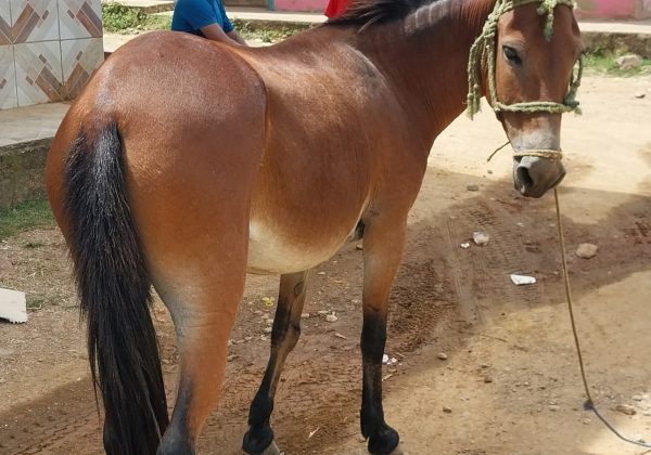En la feria de comercialización de El Carmen, cada viernes ingresan unos 30 equinos y su precio va desde los $100, $300 y hasta $1500 según la condición física y la raza.