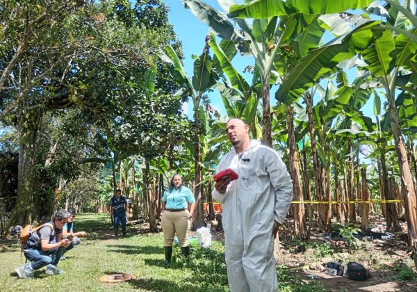 Enfermedades del plátano, como la sigatoka negra y el moko, causan pérdidas en 10,000 hectáreas de cultivos