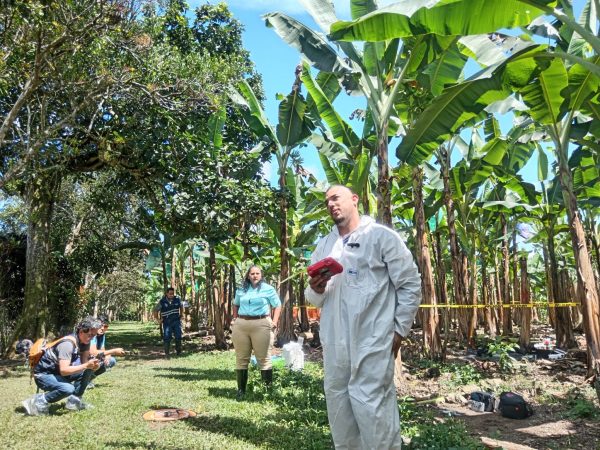 Enfermedades del plátano, como la sigatoka negra y el moko, causan pérdidas en 10,000 hectáreas de cultivos