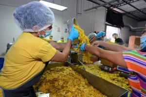 Escasez de plátano en Manabí pone en riesgo la exportación de chifles y patacones que triunfan en mercados como Kuwait y Estados Unidos