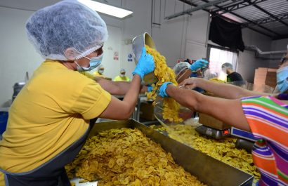 Escasez de plátano en Manabí pone en riesgo la exportación de chifles y patacones que triunfan en mercados como Kuwait y Estados Unidos